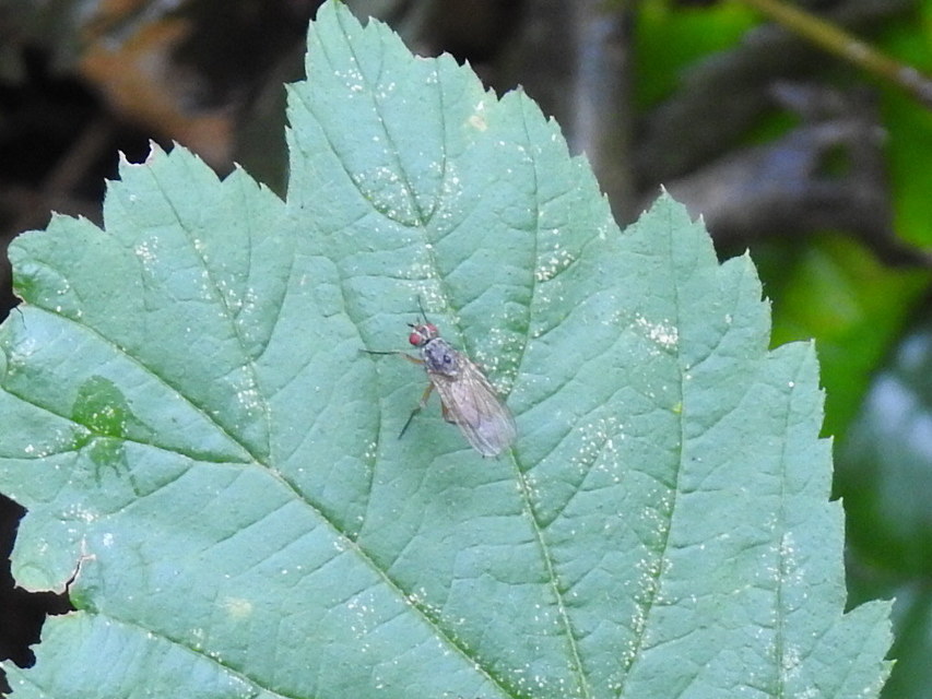 Muscidae - igazi legyek