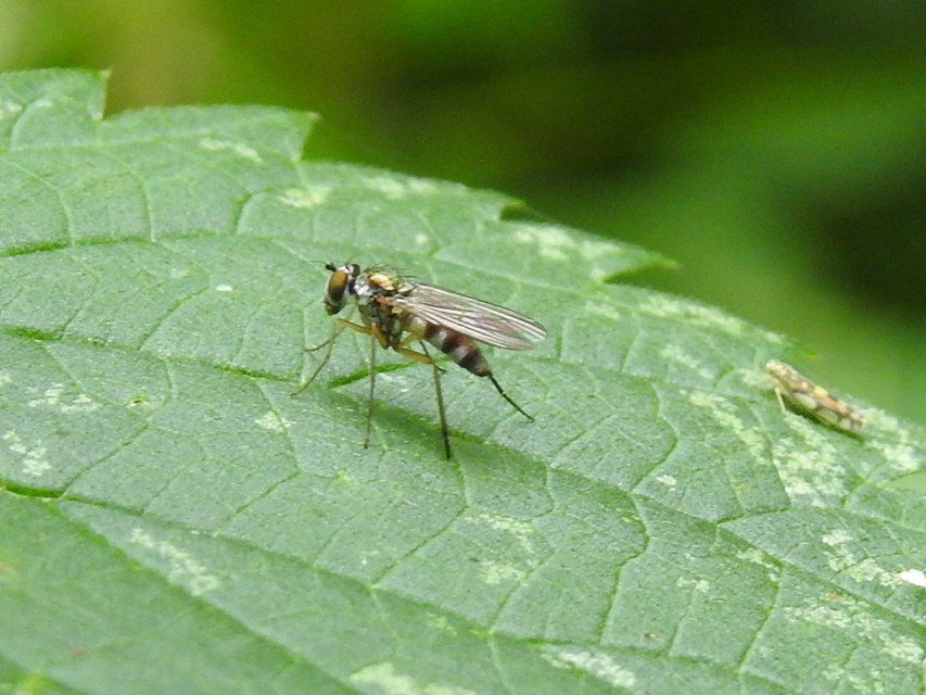 Dolichopodidae - szúnyoglábú legyek