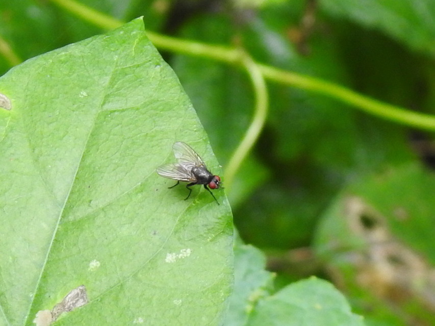 Muscidae - igazi legyek