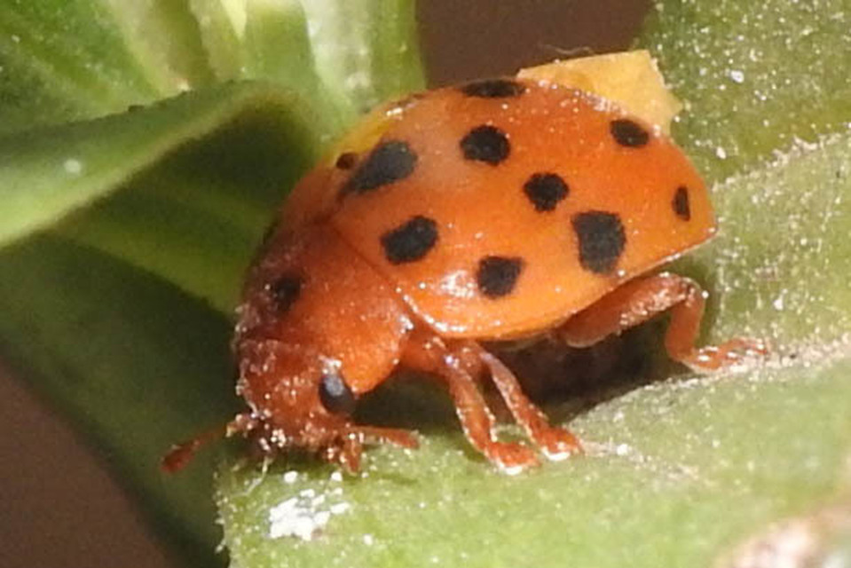 Subcoccinella vigintiquatuorpunctata - lucernaböde