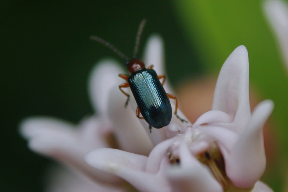 Oulema melanopus/duftschmidi