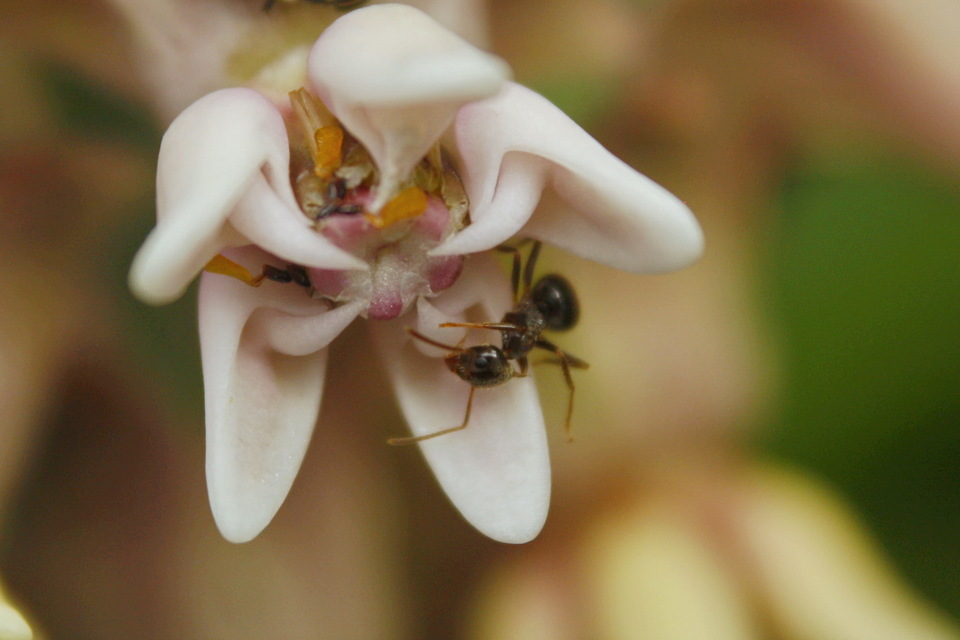 Lasius