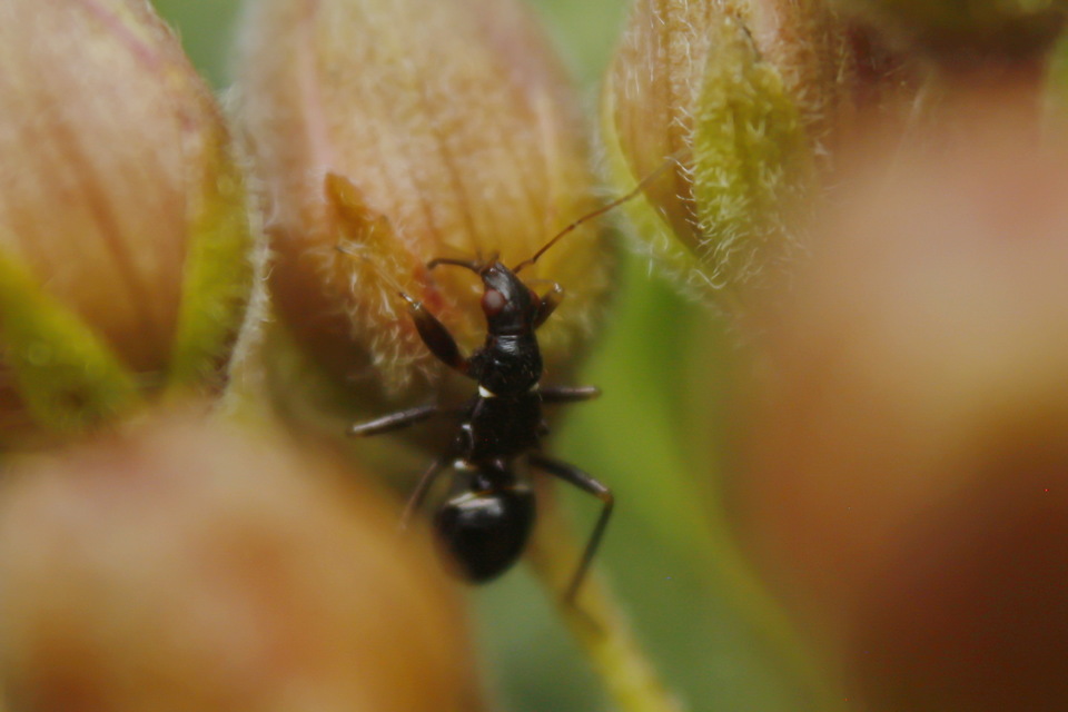 Himacerus mirmicoides - csalán-tolvajpoloska