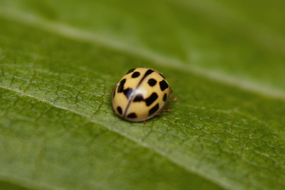 Propylea quatuordecimpunctata - tizennégypettyes füsskata