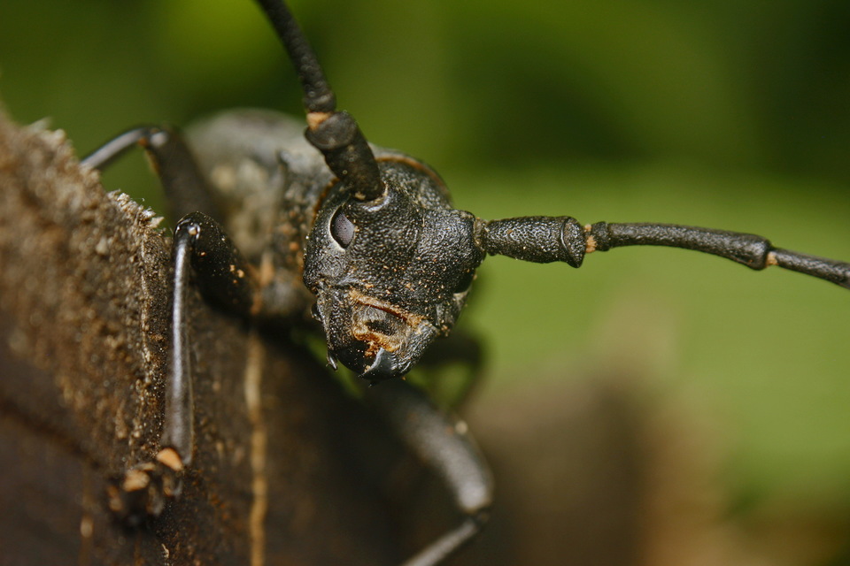 Morimus asper funereus - gyászcincér