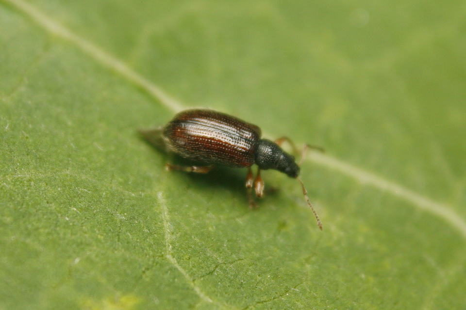Phyllobius oblongus - közönséges levélormányos
