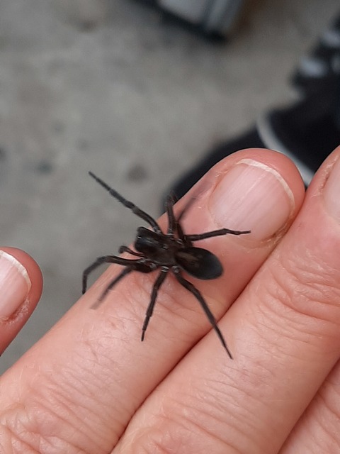 Amaurobius