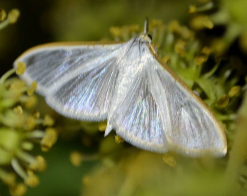 Palpita vitrealis - hófehér tűzmoly