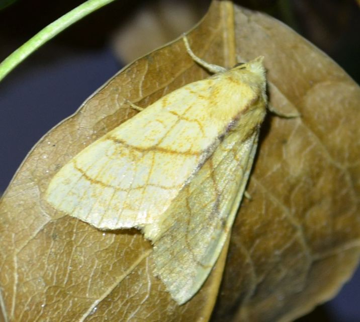 Tiliacea citrago - citromszínű sárgabagoly
