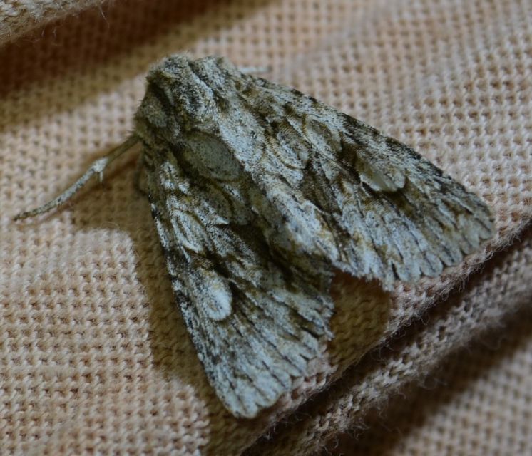 Meganephria bimaculosa - kétfoltos szilbagoly