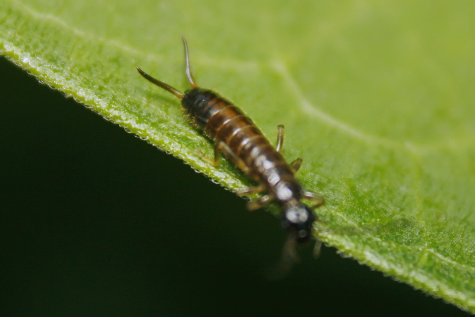 Forficula