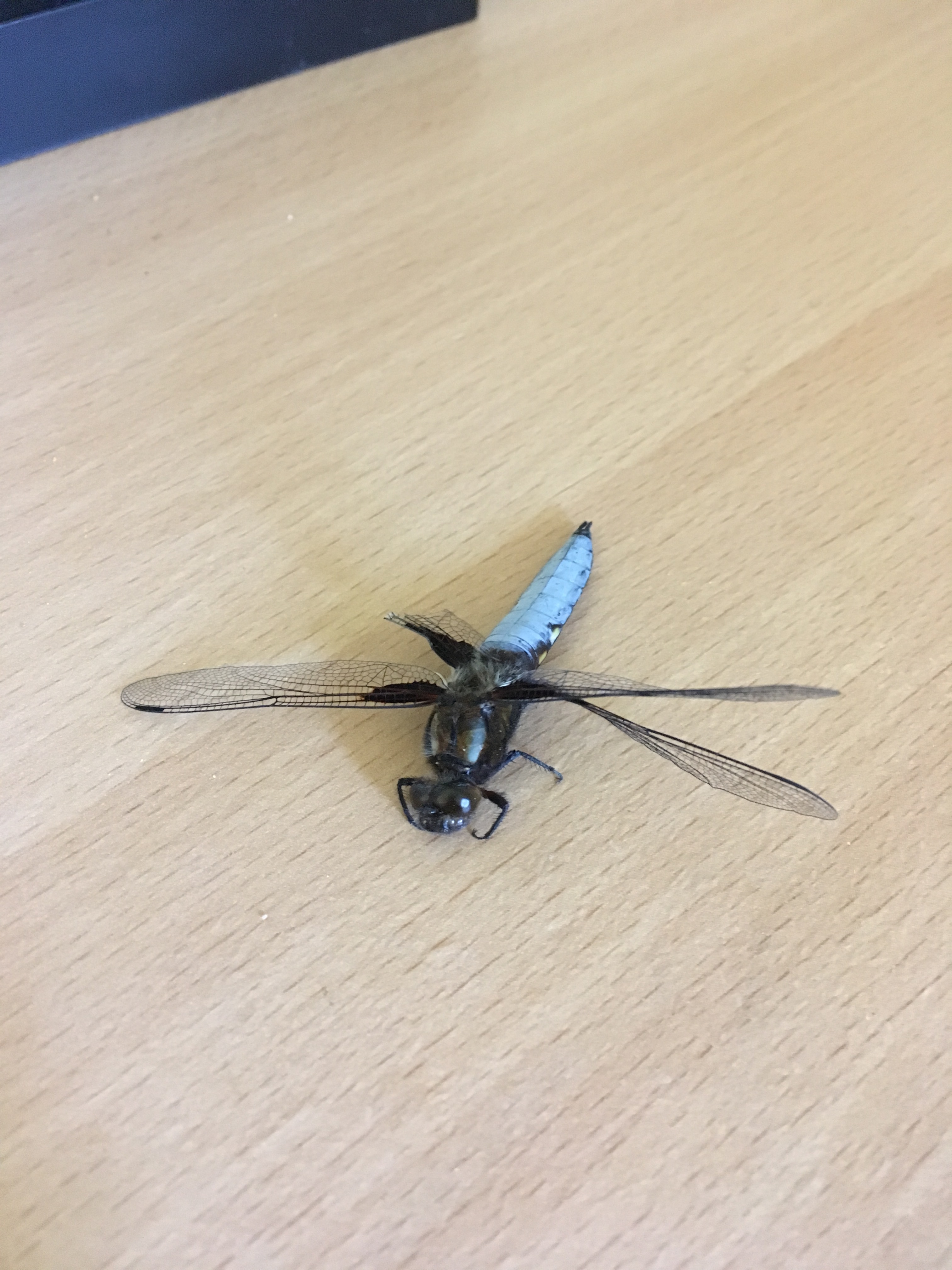 Libellula depressa - széles laposacsa