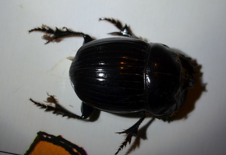 Copris lunaris - közönséges holdszarvú-ganéjtúró
