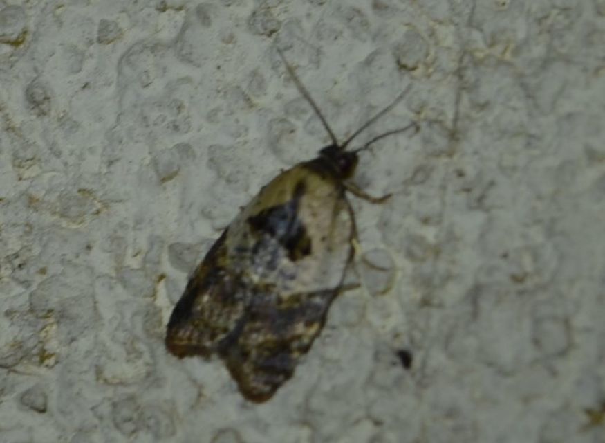 Acleris variegana - tarka levélmoly