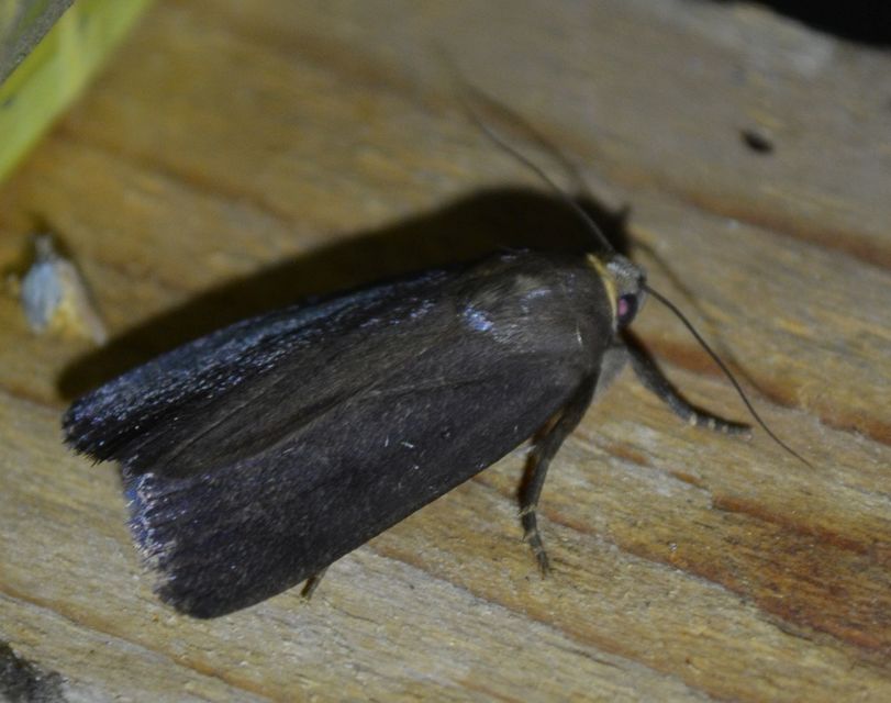 Amphipyra livida - zsírfényű bagoly