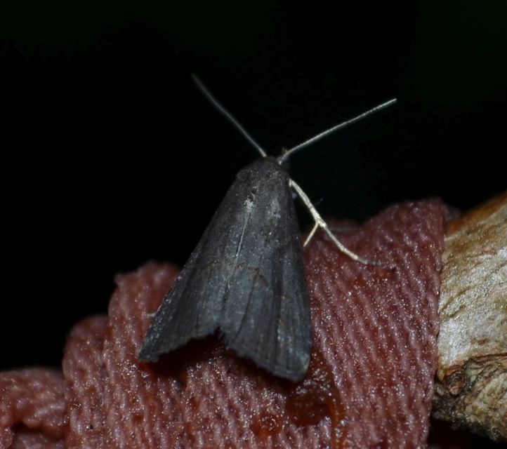 Schrankia costaestrigalis - keskenyszárnyú karcsúbagoly