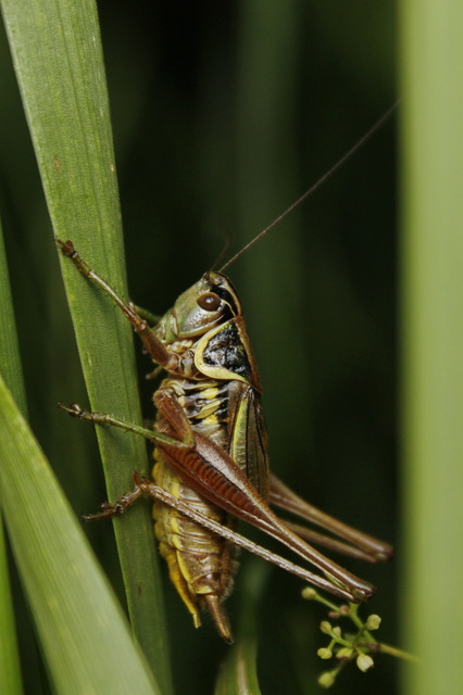 Roeseliana roeselii - Rösel-rétiszöcske