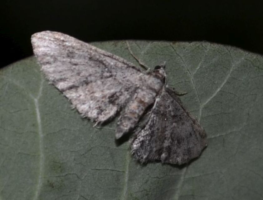 Eupithecia ericeata - feketefenyő-törpearaszoló