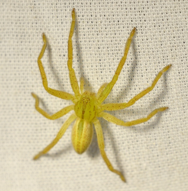 Micrommata virescens - hunyópók