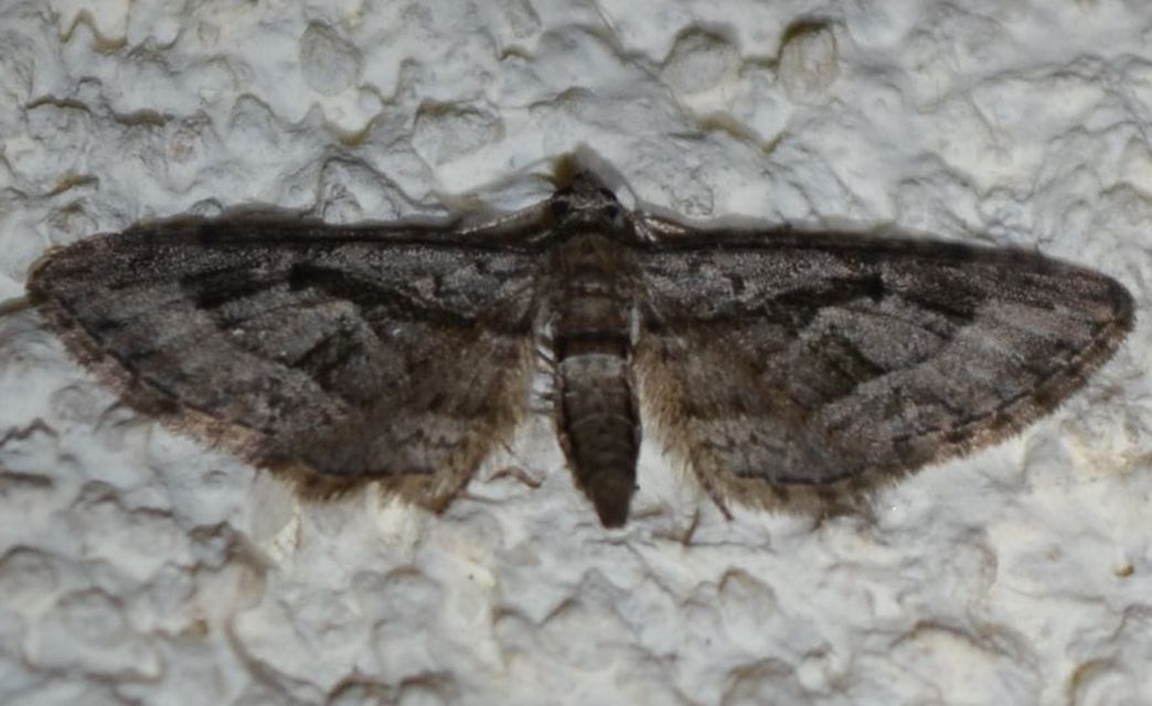 Eupithecia ericeata - feketefenyő-törpearaszoló