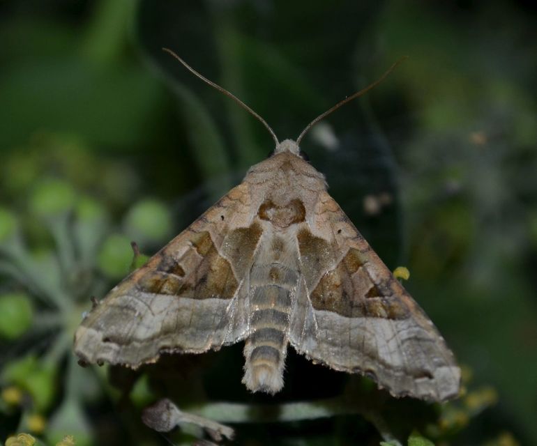 Phlogophora meticulosa - vándorló csipkésbagoly
