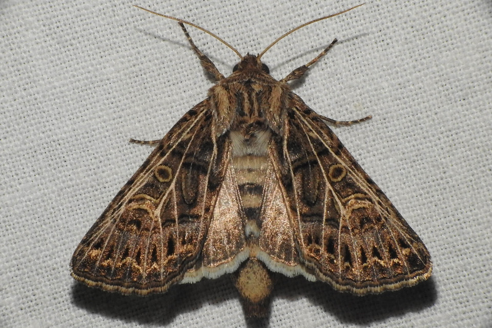 Tholera decimalis - közönséges fésűsbagoly
