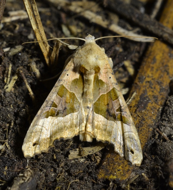Phlogophora meticulosa - vándorló csipkésbagoly