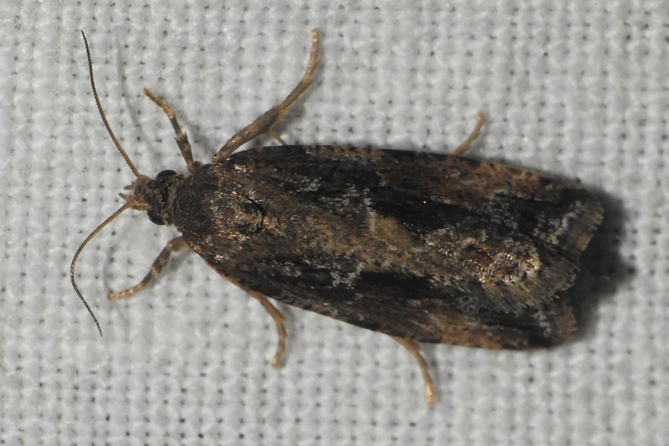 Endothenia quadrimaculana - mocsári tükrösmoly