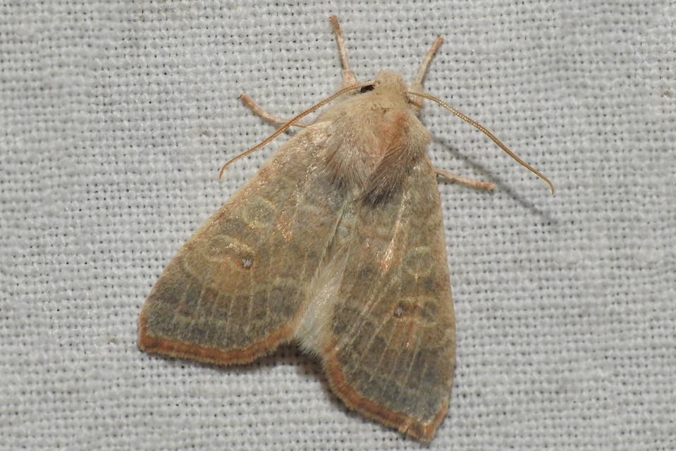 Cirrhia ocellaris - fakó sárgabagoly