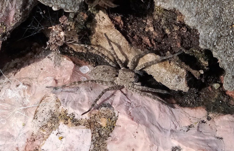 Pardosa nebulosa