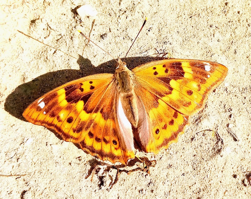 Apatura ilia - kis színjátszólepke
