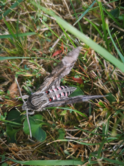 Agrius convolvuli - szulákszender