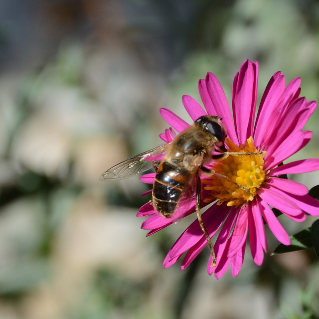 Eristalis tenax - közönséges herelégy