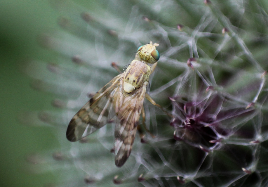 Tephritidae - fúrólégyfélék