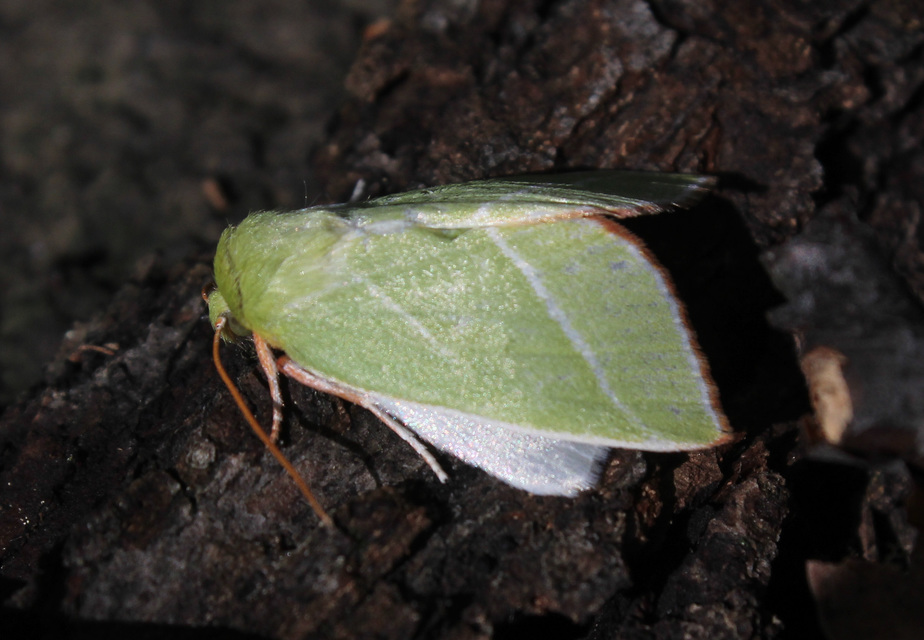 Pseudoips prasinana - bükkfa-zöldbagoly