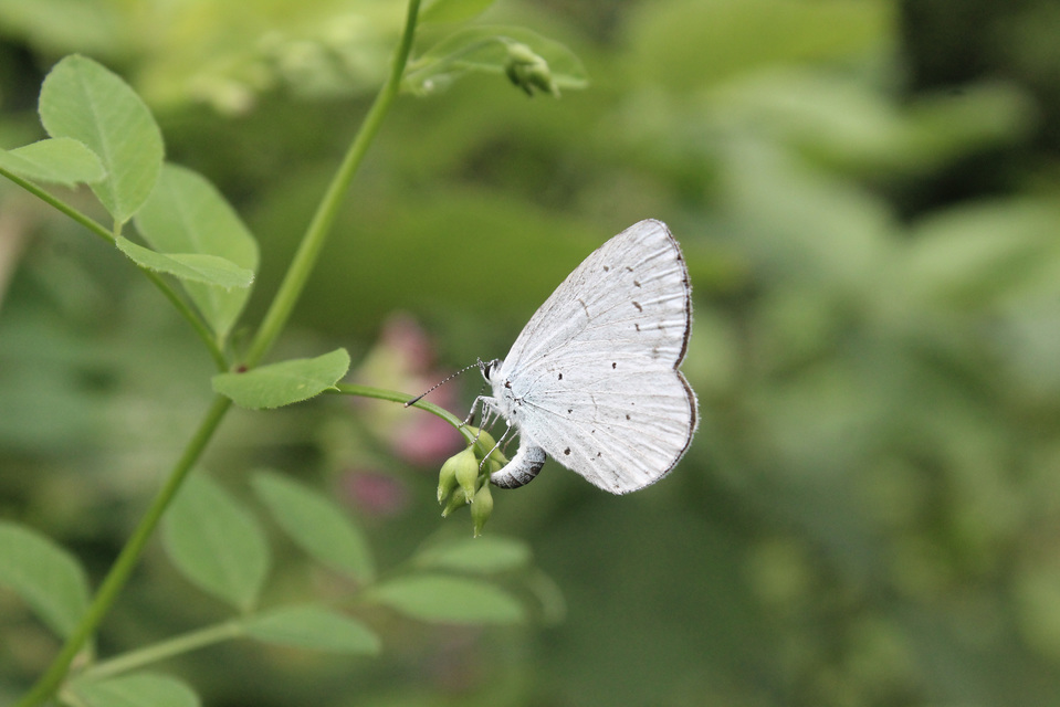 Celastrina argiolus - bengeboglárka