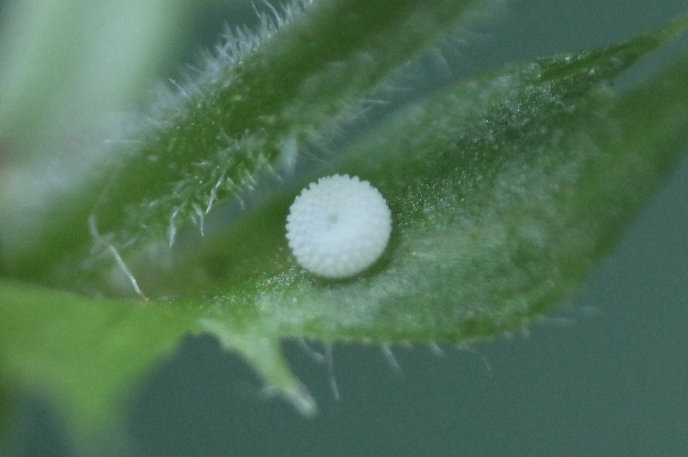 Celastrina argiolus - bengeboglárka