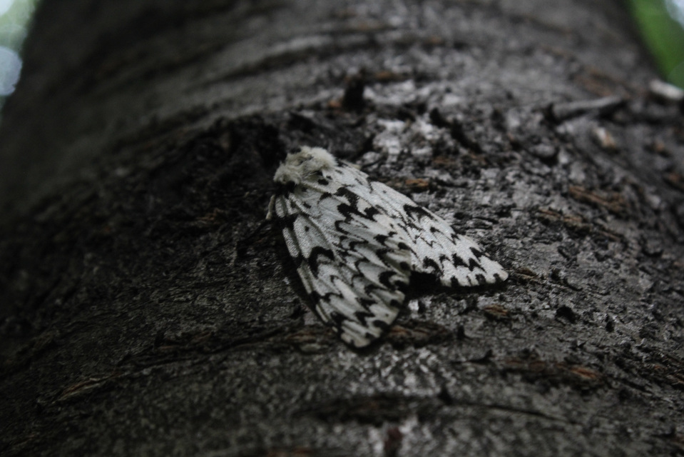 Lymantria monacha - apácalepke