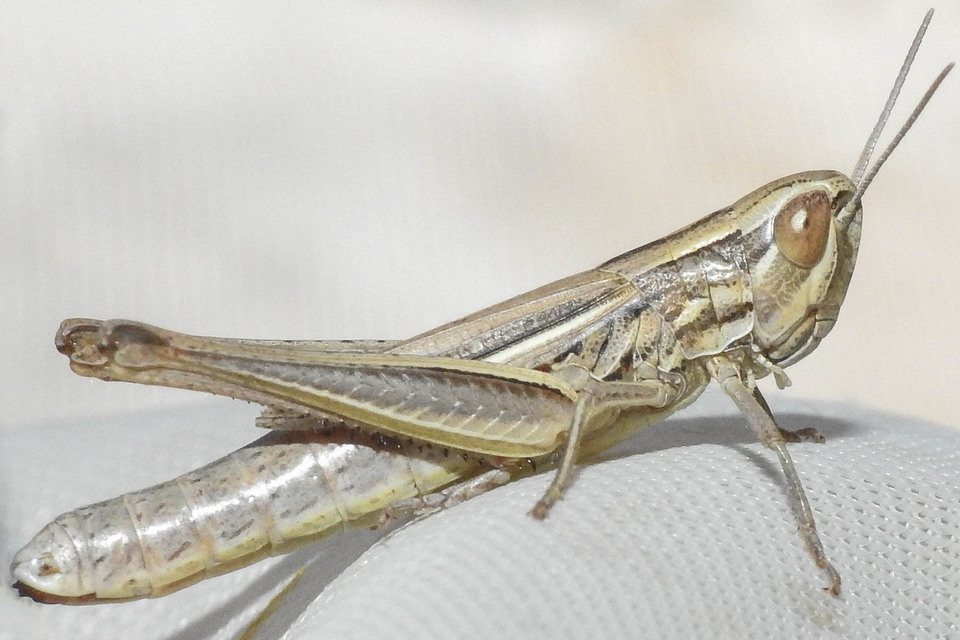 Euchorthippus declivus - rövidszárnyú rétisáska