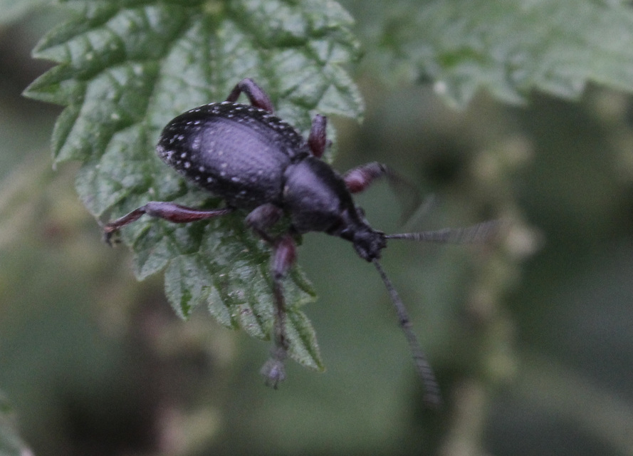 Otiorhynchus hungaricus - magyar gyalogormányos