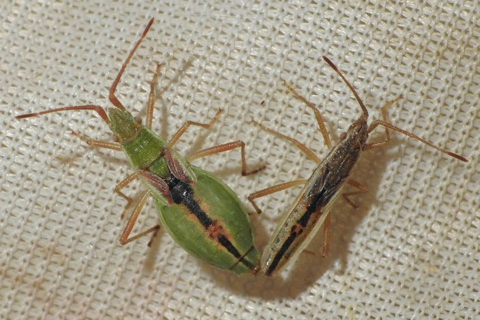Myrmus miriformis - kurtaszárnyú karimáspoloska