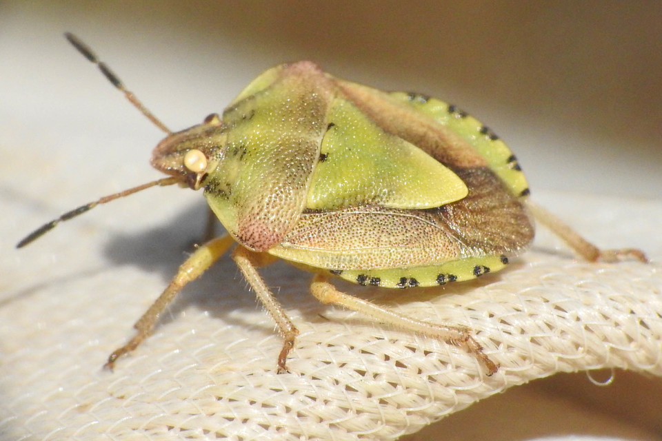 Antheminia lunulata - fakó gyümölcspoloska Antheminia lunulata - fakó gyümölcspoloska