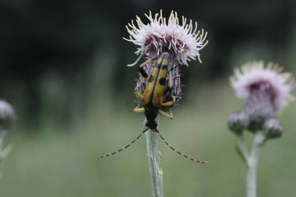 Rutpela maculata - tarkacsápú karcsúcincér
