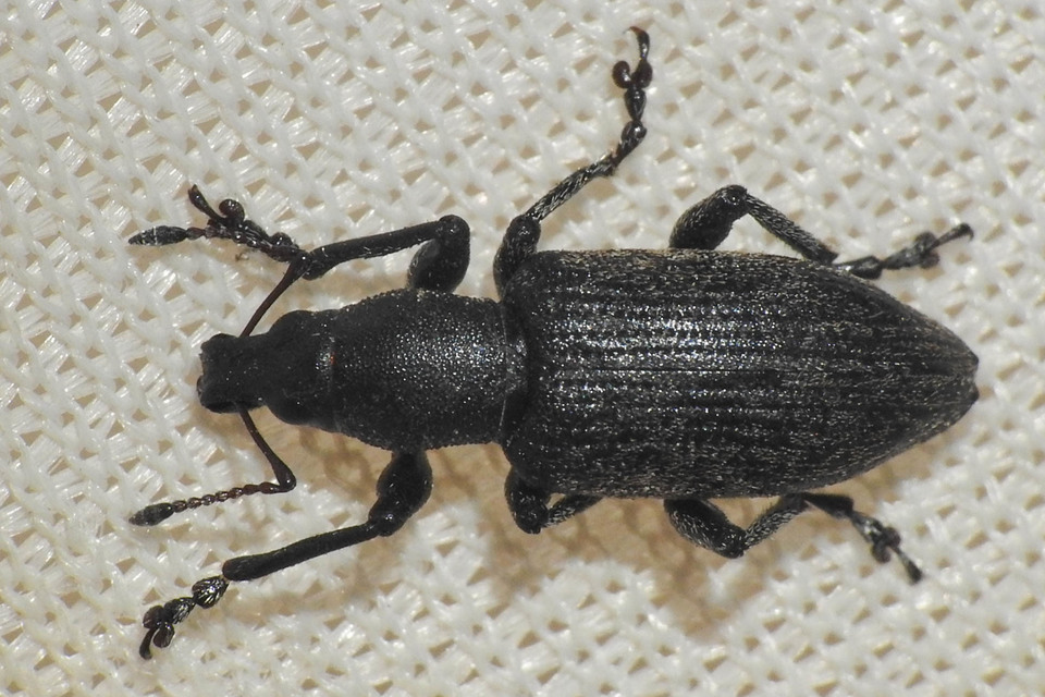 Tanymecus palliatus - közönséges hegyesfarúbarkó