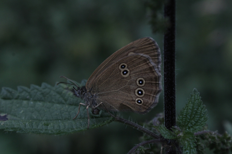 Aphantopus hyperanthus - közönséges ökörszemlepke