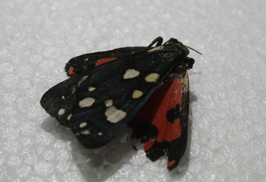 Callimorpha dominula - fémes medvelepke