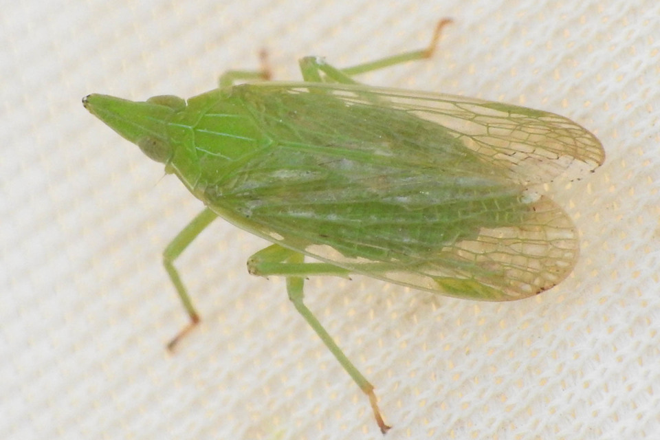 Dictyophara europaea