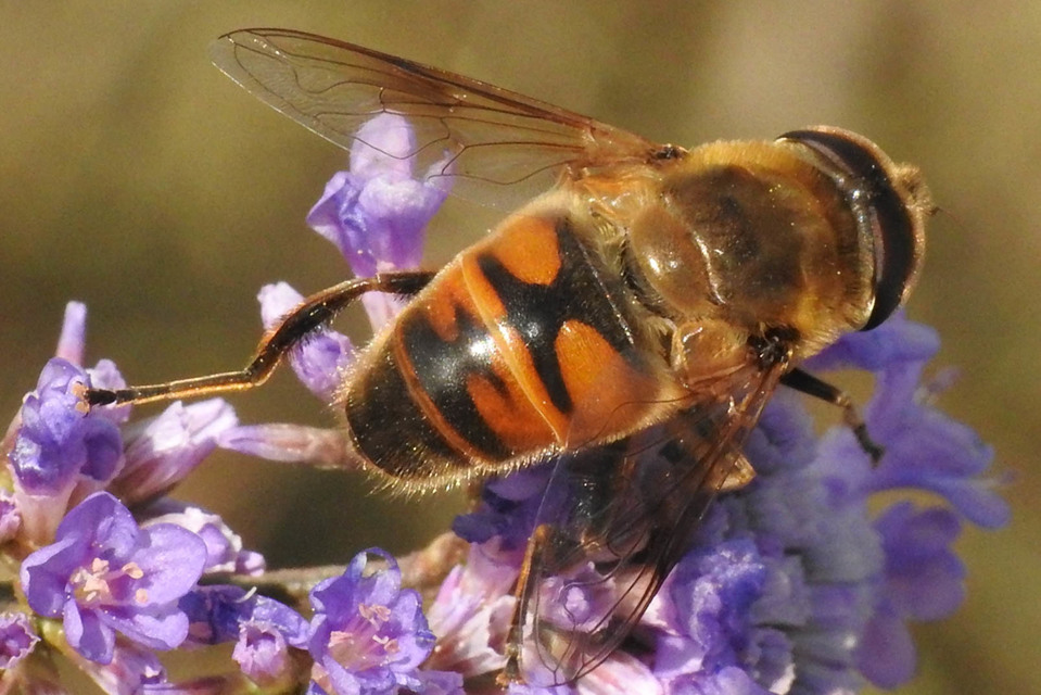 Eristalis tenax - közönséges herelégy