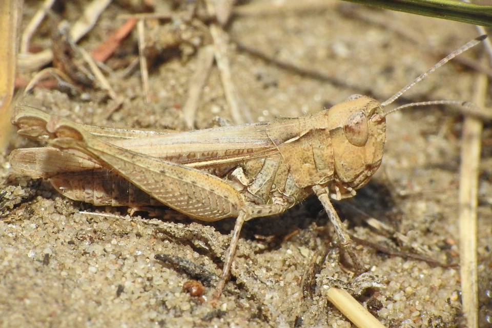 Myrmeleotettix antennatus - homoki bunkóscsápúsáska
