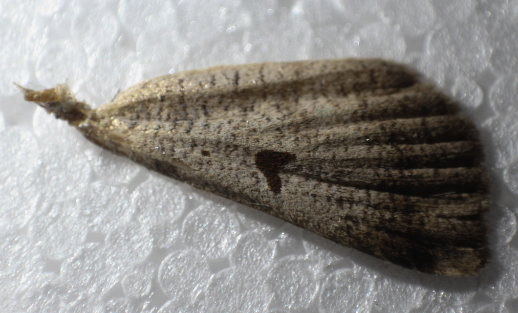 Lygephila lusoria - nagy csüdfűbagoly